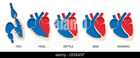 Vergleichende Anatomie des Herzens bei Wirbeltieren Stockfoto