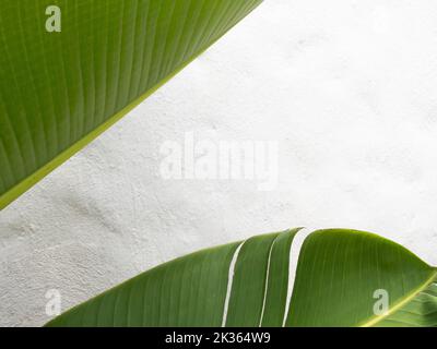 Natürlicher Rahmen mit Palmablass in einem weißen Stuckwandhintergrund. Tropische Pflanze. Konzept der Natürlichkeit. Stockfoto