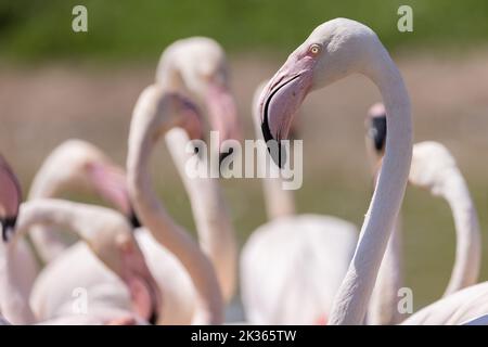 Chilenische Flamingo [ Phoenicopterus chilensis ] Gruppe mit einem Vogel im Fokus, im Wildfowl & Wetlands Trust in Slimbridge, Gloucestershire, Großbritannien Stockfoto