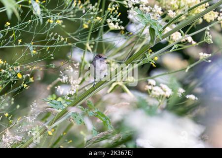 Weibliche eurasische Schwarzkappe [ Sylvia atricapilla ] auf Hogweed-Stamm in wildem Garten Stockfoto