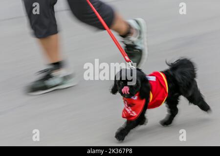 Pasig City, Philippinen. 25. September 2022. Ein Hund, der ein Kostüm trägt, läuft mit seinem Besitzer während des „Run fur Life“-Marathons in Pasig City, Philippinen, am 25. September 2022. Die „Run fur Life“ ist eine Spendenaktion für misshandelte, verlassene und obdachlose Hunde und zielt auch darauf ab, das Wohlergehen der Tiere und den verantwortungsvollen Besitz von Haustieren zu fördern. Quelle: Rouelle Umali/Xinhua/Alamy Live News Stockfoto