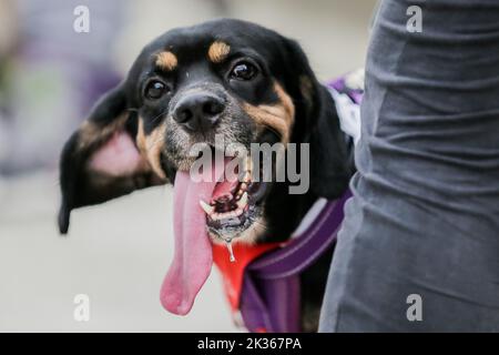 Pasig City, Philippinen. 25. September 2022. Ein Haustier Hund wird während des 'Run fur Life' Marathon in Pasig City, Philippinen, am 25. September 2022 gesehen. Die „Run fur Life“ ist eine Spendenaktion für misshandelte, verlassene und obdachlose Hunde und zielt auch darauf ab, das Wohlergehen der Tiere und den verantwortungsvollen Besitz von Haustieren zu fördern. Quelle: Rouelle Umali/Xinhua/Alamy Live News Stockfoto