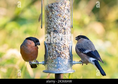 Männliche und weibliche Bullfinken [ Pyrrhula pyrrhula ] füttern mit Gartenfutter Stockfoto