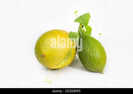 Stacheliger Bitter Gourd, süßer Gourd oder Cochinchin Gourd auf weißem Hintergrund. Momordica cochinchinensis. Stockfoto