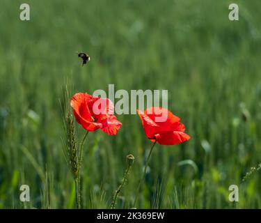 Bumble Biene schwebt über roten Mohnblumen auf grünem Feld Stockfoto