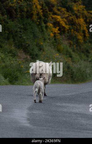 Lamb läuft hinter seiner Mutter auf einer asphaltierten Straße in den Wicklow Mountains, Irland Stockfoto