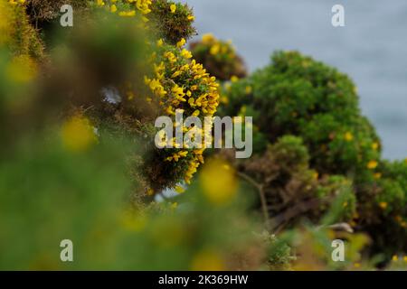 Selektive Fokusaufnahme von Ulex (allgemein bekannt als Gorse, Furze oder Whin) auf der irischen Insel Howth Stockfoto