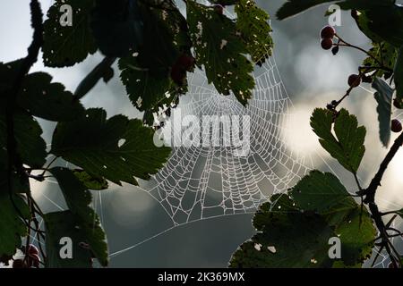 Ein Spinnennetz zwischen den Blättern hat Tausende von winzigen Tautropfen, die an seinen Strängen befestigt sind und im Morgenlicht glitzern Stockfoto