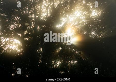 Verzauberter Wald - Sonnenlicht, das an einem trüben Morgen durch Äste filtert, vermittelt einen Eindruck von magischem Licht Stockfoto