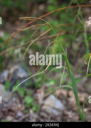 Blütenstand der hängenden Sedge (Carex pendula) aus Westserbien Stockfoto