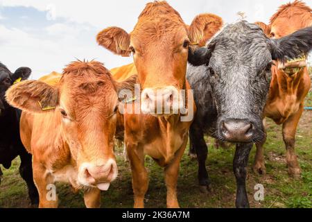 Nahaufnahme einer Herde junger, sehr neugieriger weiblicher Kühe oder Färsen, die nach vorne blicken und die Kamera betrachten. Eine Kuh aus dem Limousin hat ihre Zunge raus. Horizont Stockfoto