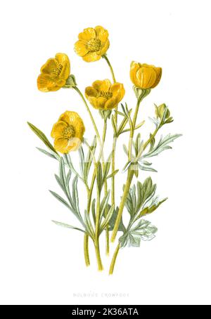 Bulbous Crowfoot Flower viktorianische Ära 19. Jahrhundert Illustration Stockfoto