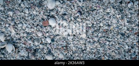 BANNER Nahaufnahme Muscheln am Strand Sand Sommertag. Abstrakte Ozean Hintergrund Muster Sammlung Stockfoto