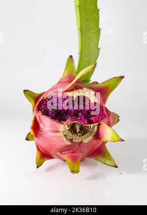 Geknackte Drachenfrucht auf weißem Hintergrund. Reife Pitaya-Fruchthaut in Rift und Samen kommen heraus. drachenfrucht mit Spalte. Stockfoto