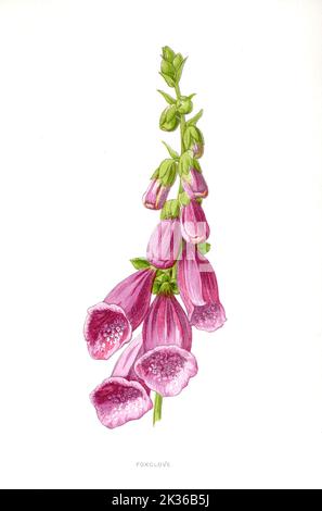 Fuchshandschuh Blume viktorianische Ära 19. Jahrhundert Illustration Stockfoto