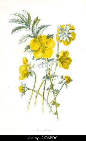 Silverweed Blume in einer botanischen Illustration aus der viktorianischen Ära dargestellt, ein Kunstwerk aus der britischen Naturgeschichte des 19. Jahrhunderts Stockfoto