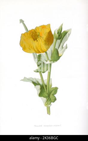 Gelb gehörnte Mohnblume viktorianische Ära 19. Jahrhundert Illustration Stockfoto