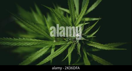 Blühendes Marihuana auf dunklem Hintergrund. Anbau von Hanf. Blatt einer Heilpflanze. Sammelt blühende Indica. Stockfoto