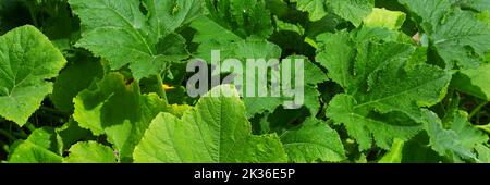 Im Garten wachsen orangefarbene Kürbisse. Kürbisse im Garten im Garten anbauen. Stockfoto
