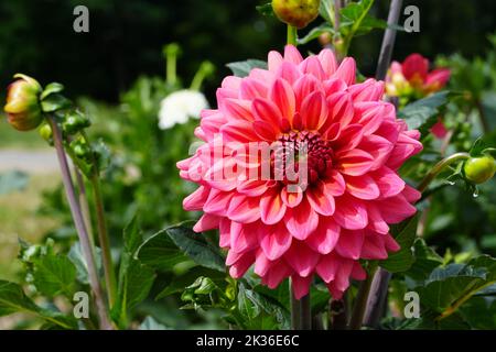 dahlia Blume. Schöne Chrysantheme Nahaufnahme, Rhythmus und Textur von zarten Blütenblättern Stockfoto