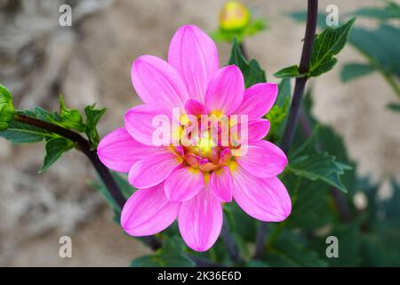 dahlia Blume. Schöne Chrysantheme Nahaufnahme, Rhythmus und Textur von zarten Blütenblättern Stockfoto