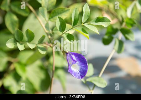 Clitoria ternatea, allgemein bekannt als asiatische Taubenflügel, Blaubauch, Blauerbsenbeine, Schmetterlingserbsenbeine, Cordofanerbsenbeine, Darwin oder Kemban telang auf Indonesisch ist Stockfoto