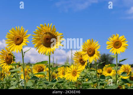 Reihen von leuchtend gelben Sonnenblumen in einem Feld unter einem sommerblauen Himmel (selektiver Fokus) Stockfoto