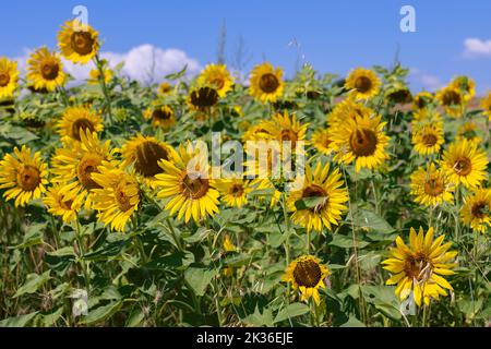 Einige Sonnenblumeninfloreszenzien (Helianthus annuus) haben sich im Gegensatz zu ihren Pendants noch nicht einmal geöffnet Stockfoto