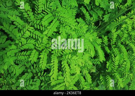 Schöne grüne Blätter Hintergrund. Garten und Grüne Wand, Blätter Textur, Ölgemälde Wirkung, Textur der grünen Pflanze, tropische Blätter Hintergrund. Stockfoto