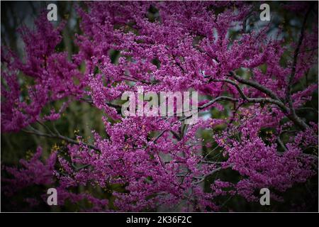 Nahaufnahme einer östlichen Redbude (Cercis canadensis) bei Nacht Stockfoto
