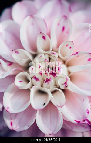 Nahaufnahme des Makroes der blassrosa Chrysantheme Stockfoto
