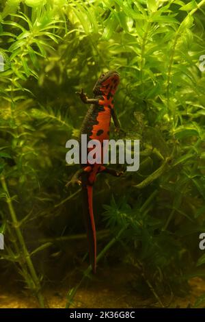 Vertikale Nahaufnahme auf dem rot gefärbten Bauch des chinesischen Feuerbauchmolchs, Cynops orientalis schwimmend nach oben Stockfoto