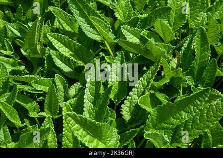 Sydney Australien, Blätter von Betonica officinalis, bekannt als Betonie bei Sonnenschein Stockfoto