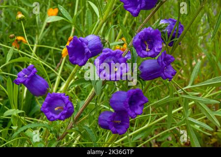 Sydney Australia, lila blühende campanula Medium oder canterbury Glocken im Garten Stockfoto