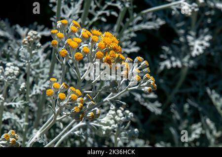 Sydney Australien, blühende, staubige Müllerpflanze im Garten Stockfoto