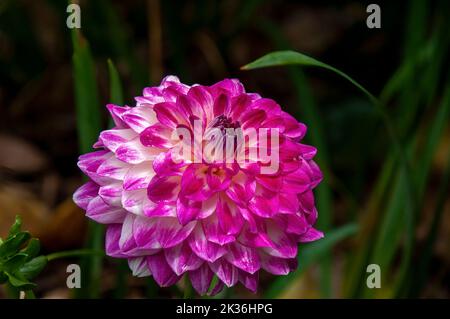 Sydney Australien, Nahaufnahme von hellem Magenta und während Dahlia Blume Stockfoto