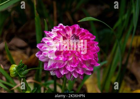 Sydney Australien, helles Magenta und während Dahlia im Garten Stockfoto