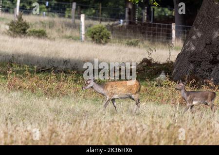 Die wilden Japaner Sika Deer Hind, Cervus nippon und Baby wandern in Dorset Stockfoto