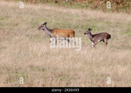 Die wilden Japaner Sika Deer Hind, Cervus nippon und Baby wandern in Dorset Stockfoto