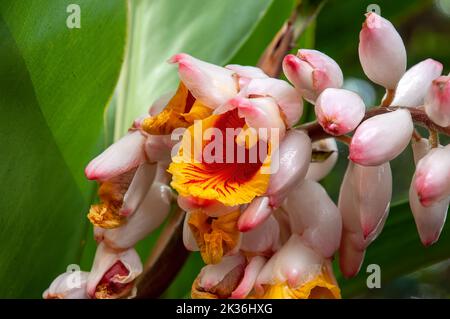 Sydney Australien, Nahaufnahme von leuchtend bunten Ingwerblüten und Knospen Stockfoto