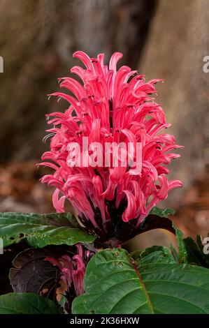 Nahaufnahme einer Blume von justicia carnea oder einer rosa Garnelenpflanze aus dem Osten Brasiliens Stockfoto