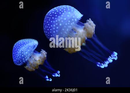 Blaue Quallen schwimmen im Rhythmus auf dem dunklen Meeresboden. Stockfoto