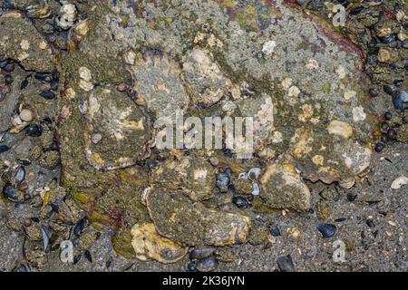 Ebbe im Wattenmeer Nationalpark, Nordsee, Deutschland Stockfoto