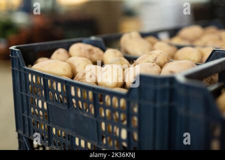 Frisch gepflückte Kartoffeln in Kisten Stockfoto