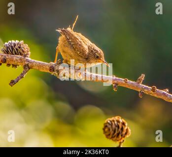 Jenny Wren in Cotswolds Garden Stockfoto