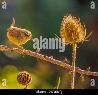 Jenny Wren in Cotswolds Garden Stockfoto