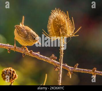 Jenny Wren in Cotswolds Garden Stockfoto