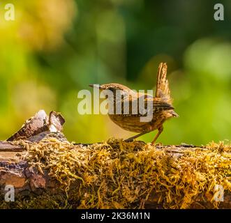 Jenny Wren in Cotswolds Garden Stockfoto