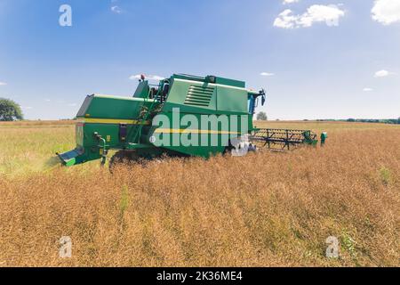 Rapspflanzen für Tierfutter und Pflanzenöl. Ganzkörperaufnahme des grünen Mähdreschers, der auf dem Land arbeitet. Schöner Sommerhimmel. Hochwertige Fotos Stockfoto
