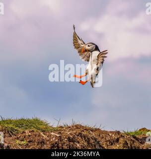 Papageitaucher auf Farne Islands Stockfoto